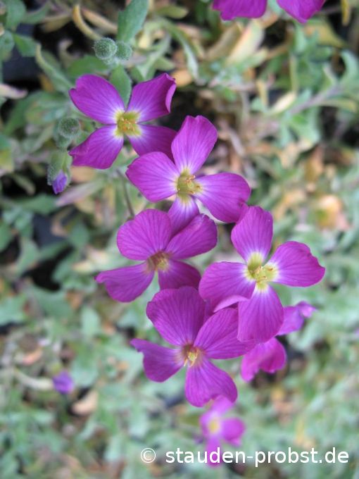 Aubrieta 'Vesuv' - Blaukissen