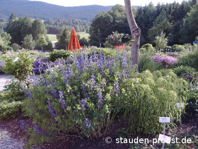 Baptisia australis - Indigolupine, Färberhülse