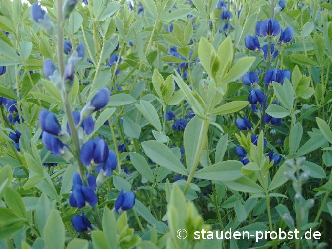 Baptisia australis - Indigolupine, Färberhülse