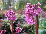bergenia-admiral-2