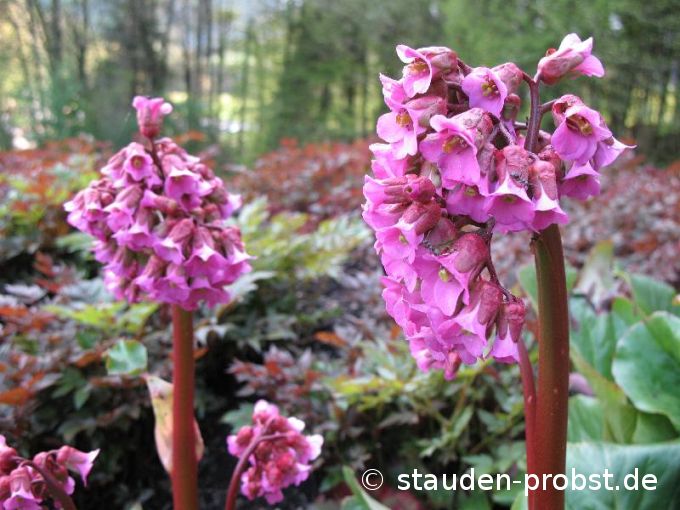 Bergenia 'Admiral' - Bergenie