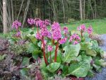 bergenia-admiral-3