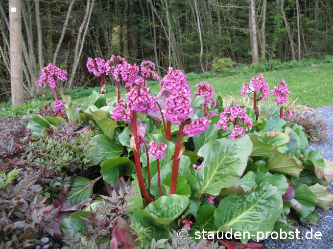 Bergenia 'Admiral' - Bergenie