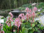 bergenia-baba-doll-2