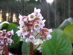 bergenia-baby-doll-3