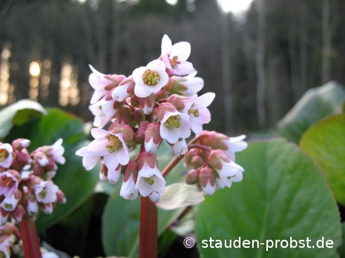 Bergenia 'Baby Doll' - Bergenie, Riesensteinbrech