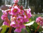 bergenia-cordifolia-probst