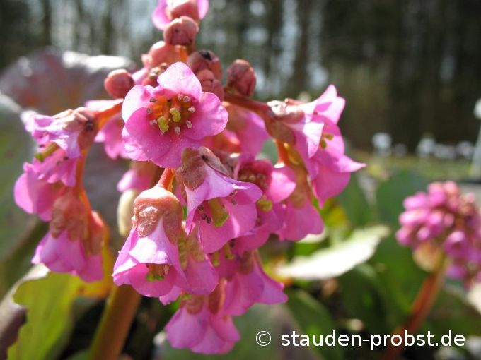 Bergenia cordifolia (Probst) - Bergenie