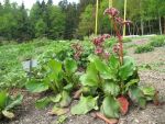 bergenia-glockenturm-2