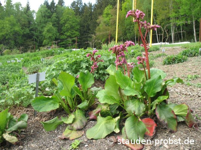 Bergenia 'Glockenturm' - Bergenie