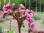 bergenia-glockenturm