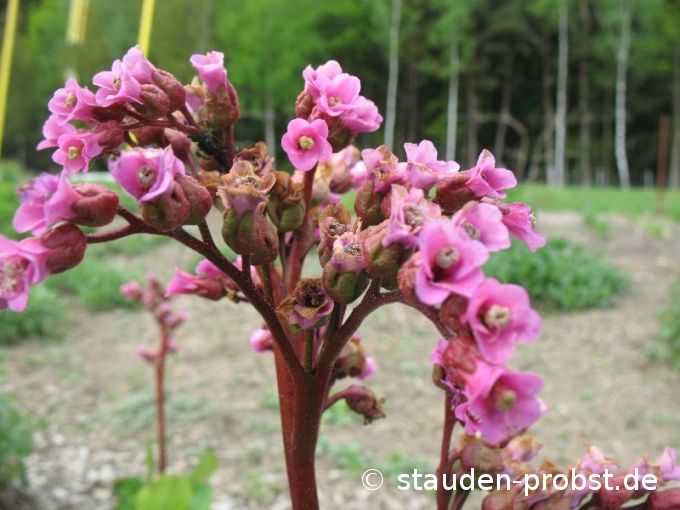 Bergenia 'Glockenturm' - Bergenie