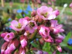 bergenia-oeschberg-2