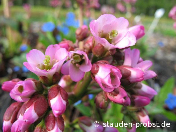Bergenia 'Oeschberg' - Bergenie, Riesensteinbrech