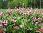 bergenia-oeschberg-3