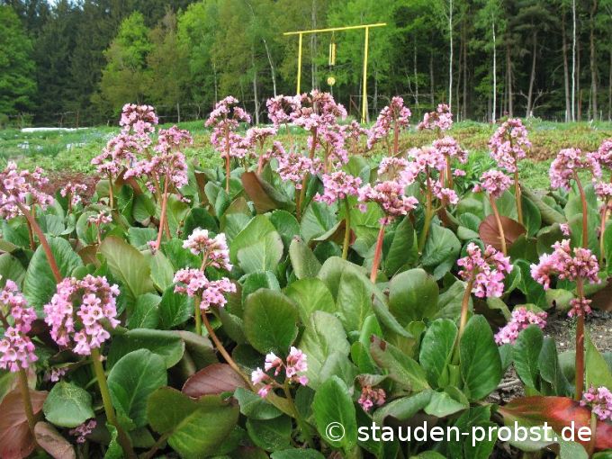 Bergenia 'Oeschberg' - Bergenie