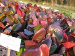 bergenia-oeschberg