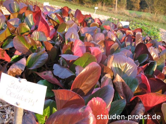 Bergenia 'Oeschberg' - Bergenie, Riesensteinbrech
