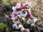 bergenia-silberlicht