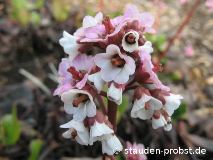 Bergenia 'Silberlicht' - Bergenie, Riesensteinbrech