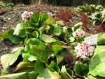 bergenia-stracheyi-afghanica-2