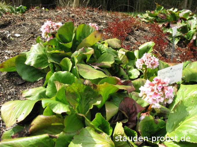 Bergenia stracheyi 'Afghanica' - Riesensteinbrech