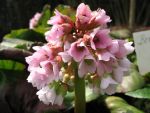 bergenia-stracheyi-afghanica