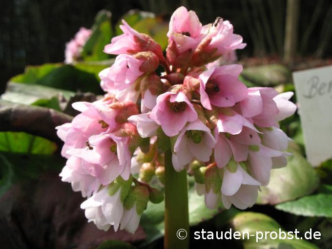 Bergenia stracheyi 'Afghanica' - Riesensteinbrech
