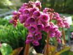 bergenia-winterglut
