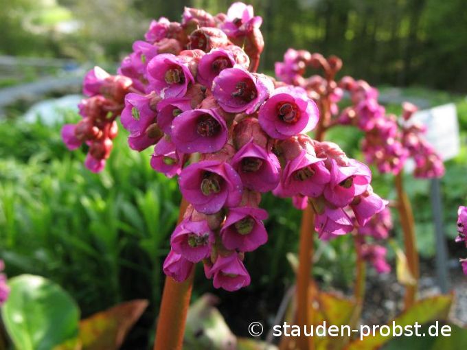 Bergenia 'Winterglut' - Bergenie