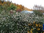 boltonia-asteroides-snowbank