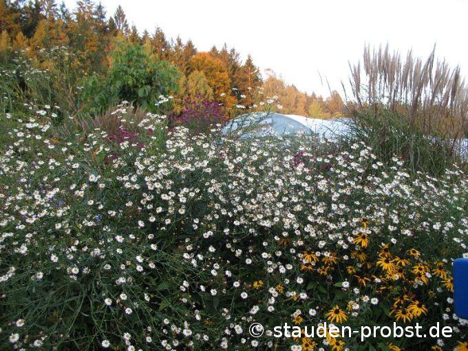 Boltonia asteroides 'Snowbank' - Sternwolkenaster, Scheinaster
