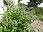 borago-officinalis-2
