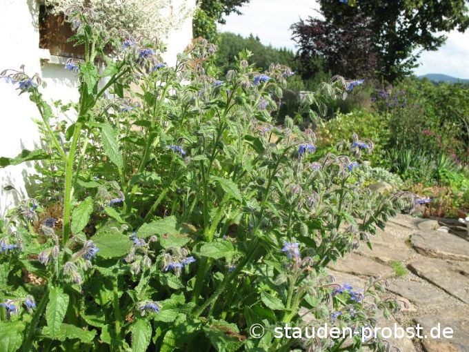 Borago officinalis - Boretsch, Gurkenkraut