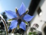 borago-officinalis