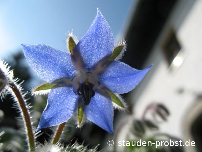 Borago officinalis - Boretsch, Gurkenkraut