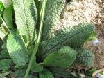 borago-pygmea-2