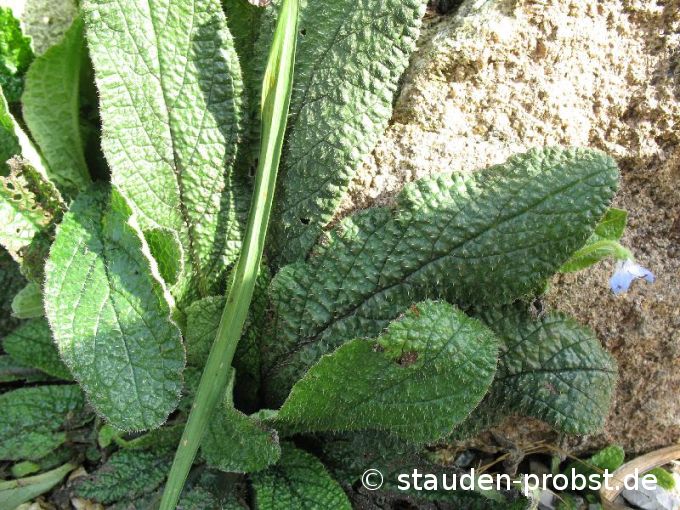 Borago pygmea - Staudenboretsch