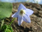 borago-pygmea