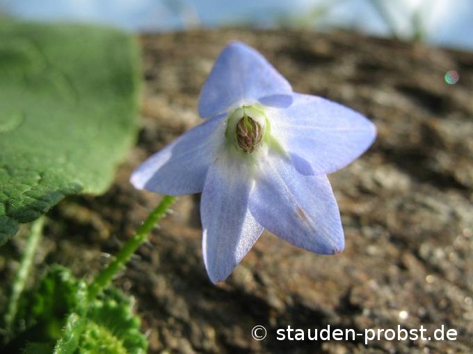 Borago pygmea - Staudenboretsch