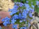 brunnera-macrophylla-2