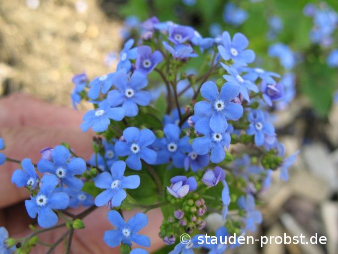 Brunnera macrophylla - Kaukasusvergi&szlig;meinnicht