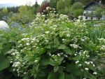 brunnera-macrophylla-betty-bowering-4