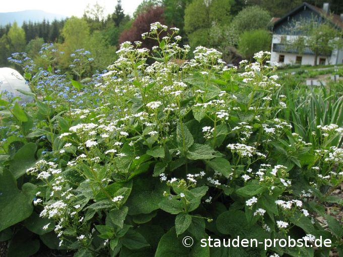 Brunnera macrophylla 'Betty Bowering' - 
Kaukasusvergißmeinnicht
