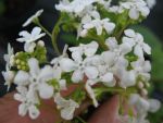 brunnera-macrophylla-betty-bowering