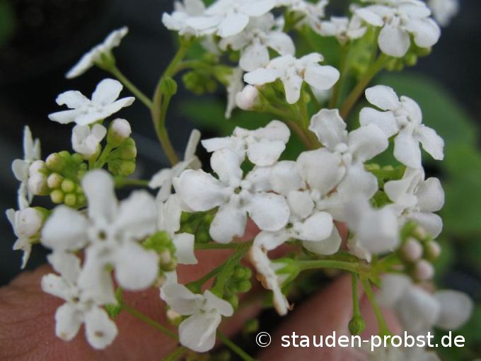 Brunnera macrophylla 'Betty Bowering' - Kaukasusvergi&szlig;meinnicht