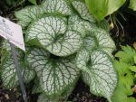 brunnera-macrophylla-jack-frost-2