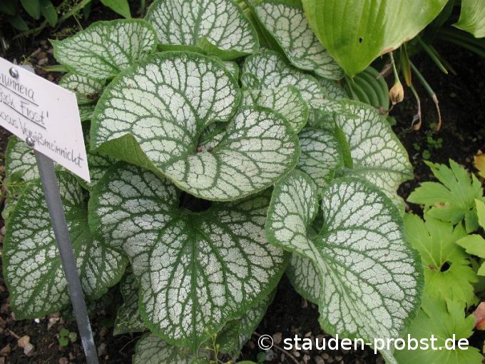 Brunnera macrophylla 'Jack Frost' - Kaukasusvergißmeinnicht