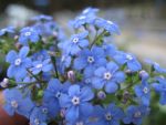 brunnera-macrophylla-jack-frost