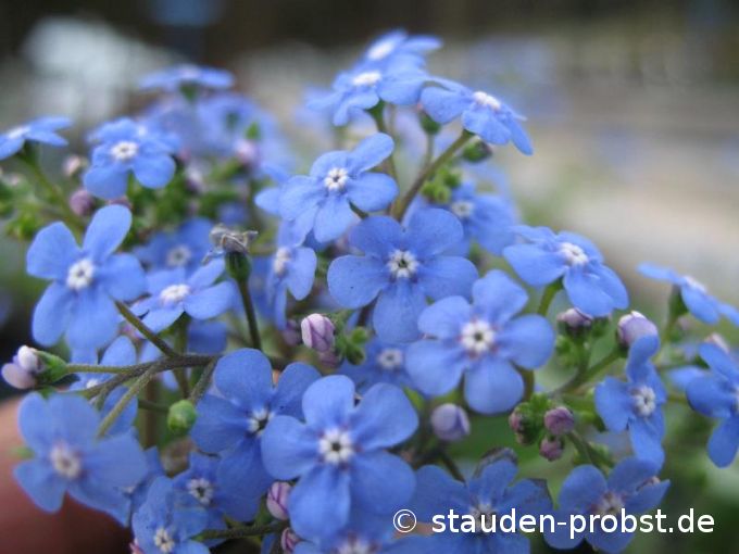 Brunnera macrophylla 'Jack Frost' - Kaukasusvergißmeinnicht